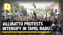 The Quint: Tamil Nadu CM Meets PM Modi, Demands Ordinance on Jallikattu