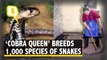 'Cobra Queen' in China Breeds 1,000 Species of Snakes