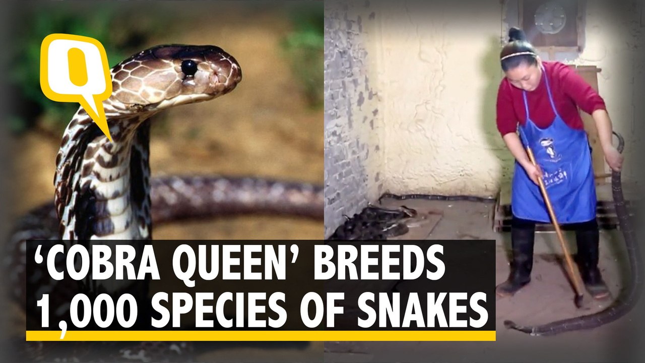 'Cobra Queen' in China Breeds 1,000 Species of Snakes