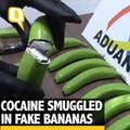 The Quint: Drug Traffickers Smuggle Cocaine in Artificial Bananas