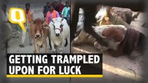 Here’s Why These Villagers Happily Get Trampled Upon by Cows