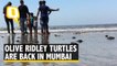 #GoodNews: Olive Ridley Turtles Back on Versova Beach After 20 Yrs