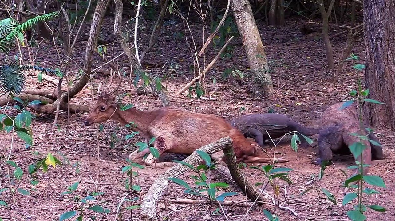 Komodo dragons attack and eat alive deer - VideosStation