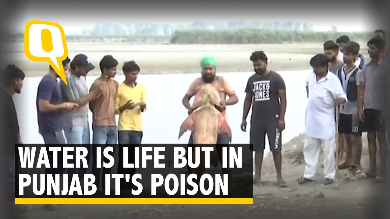 Dead Fish Turn up on Beas River in Punjab Due to Molasses Leak video