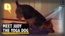 This Australian terrier starts her day with stretches and yoga