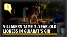 Villagers Train Three-Year-Old Lioness Like A Pet In Gujarat’s Gir