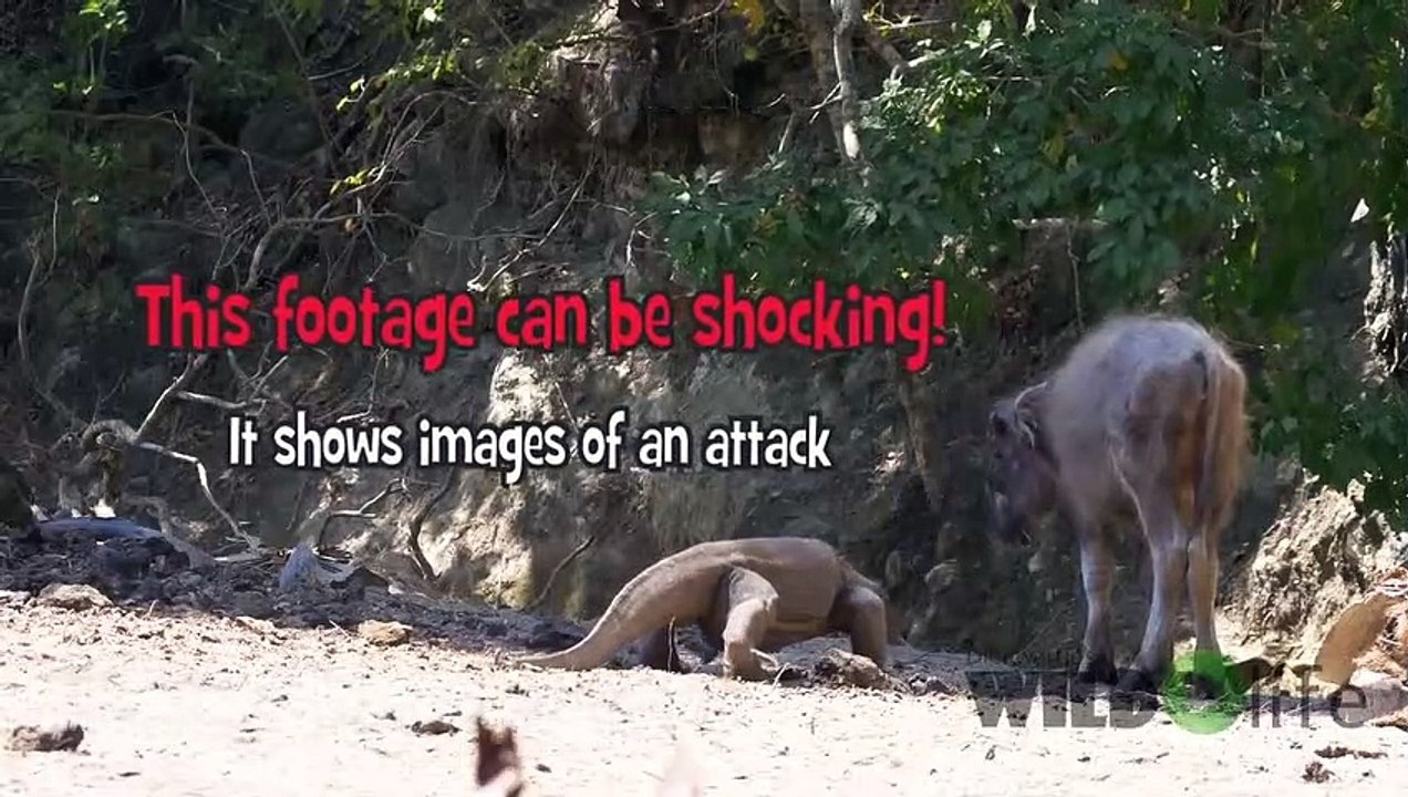 Komodo Dragon attack - VideosStation