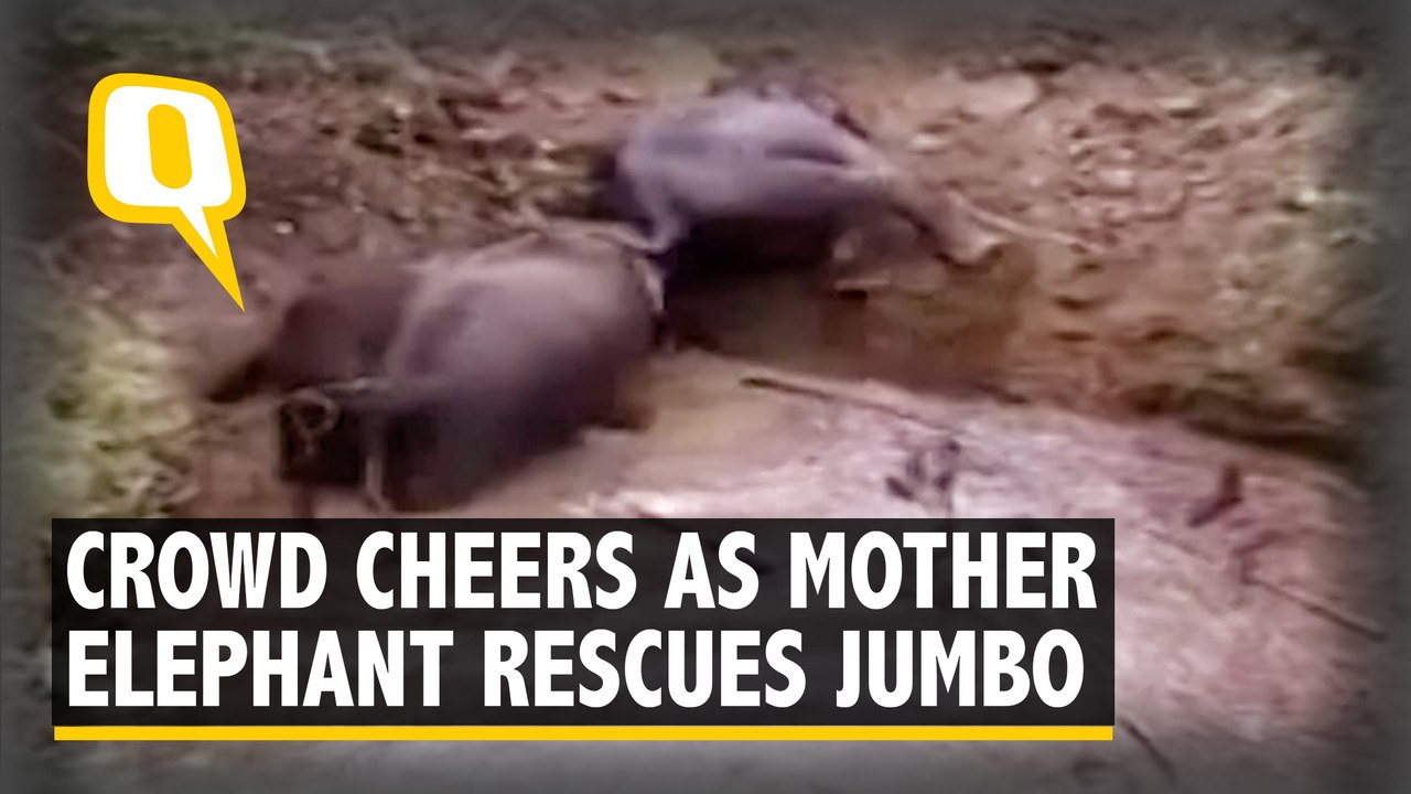 Villagers Cheer as Mother Elephant Rescues Calf...