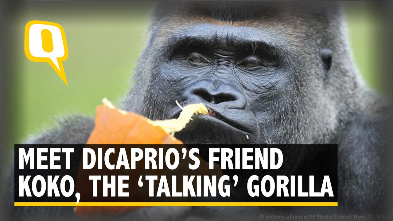 Remembering Koko, the ‘Talking’ Gorilla Who Was DiCaprio’s Friend