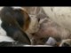 Basset Hound Puppies Breast Feeding