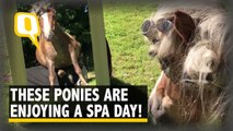 Watch These Ponies Get A Luxury Spa; Face Masks, Massages and More