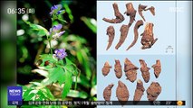 [이슈톡] 독성 식물 '초오' 달여먹은 할머니 사망
