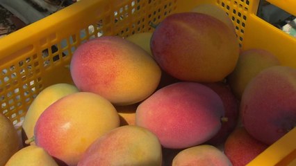 청년 농군 남매, 아열대 과일로 희망을 쏘다! / YTN