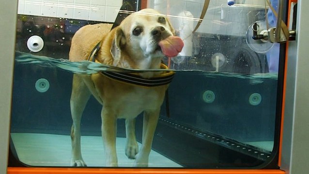 This underwater treadmill helps rehabilitate pets