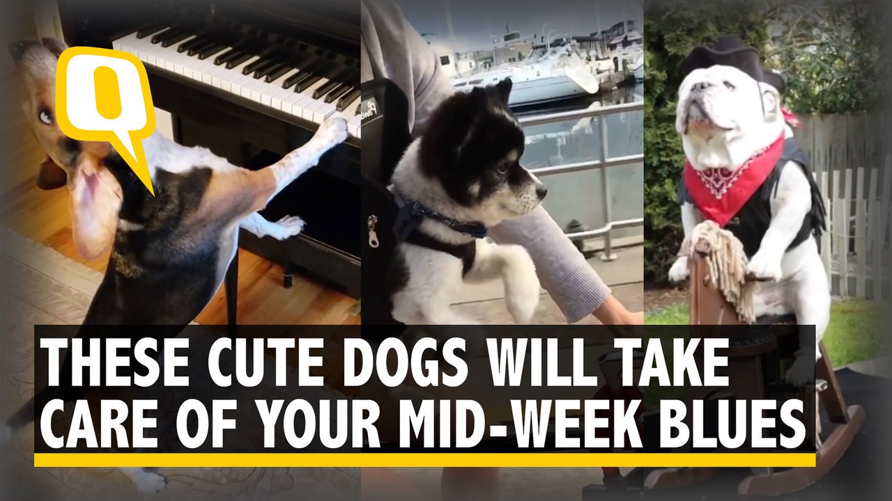 These Adorable Dogs Are Trying to Act Like Humans