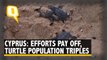 Turtle Conservation Efforts Pay Off in Cyprus As Population Triples