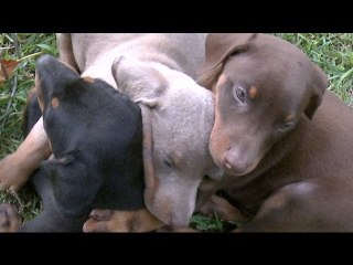 PUPPY PILE BETTER THAN DOG PILE