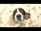 Australian Shepherds Can't Fit Faces Through A Tiny Hole, But They Try Anyways