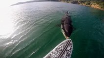 TOP TEN Killer Whale (Orca) Encounters Caught On Tape