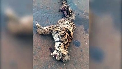 Suposta jaguatirica é encontrada morta na BR-163, no Contorno Oeste