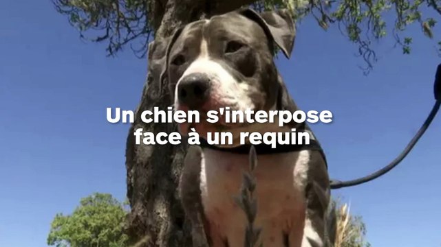 Un pitbull sauve son maitre attaqué par un requin, n'hésitant pas à mettre sa vie en s'interposant !