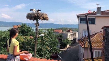 Beyzanur'la leyleklerin dostluğu görenleri şaşırtıyor