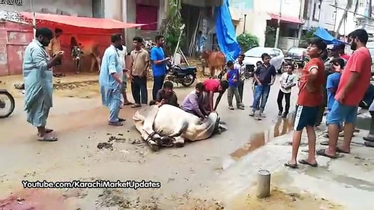Eid ul Adha Qurbani in Karachi 2019 | Best Cow Qurbani Collection 2019
