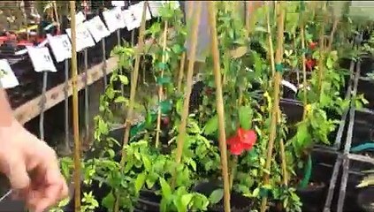 Best Mail Order Nurseries | Raintree Nursery