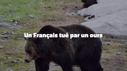 Un Français tué par un ours au Canada