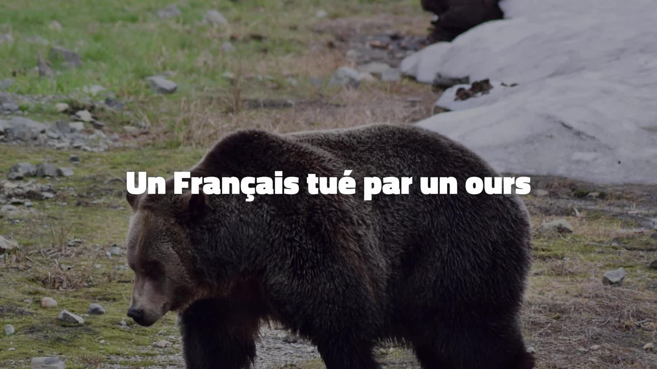 Un Français tué par un ours au Canada