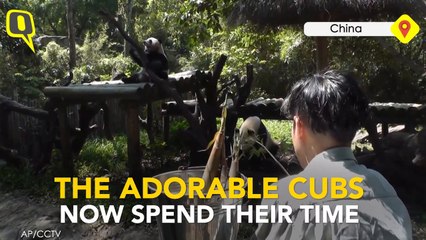Watch: Video Featuring Twin Pandas Is Today’s Aww Moment