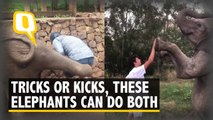 Cuteness Alert! Tricks or Kicks, These Smart Elephants Can Do Both