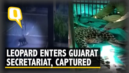 Caught on Camera: Leopard Sneaks Into Gujarat Secretariat Premises