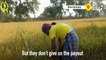 Chhattisgarh: Election Prep in Full Swing While Farmers Suffer