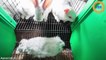 L214 diffuse la vidéo choc d'un élevage de lapins !