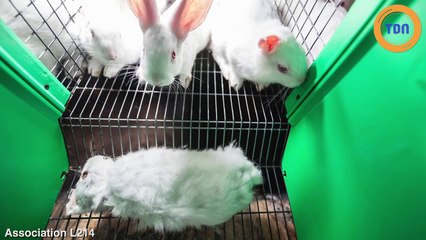 L214 diffuse la vidéo choc d'un élevage de lapins !