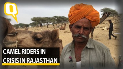 Why Rajasthan’s Camel Breeders Are in a Crisis