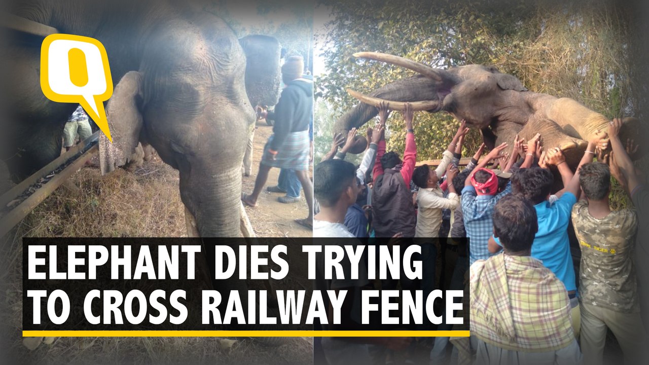 Elephant Dies While Trying to Cross Railway Fen...