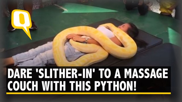 The Masseuse In This Philippines Zoo Is an Albino Burmese Python!