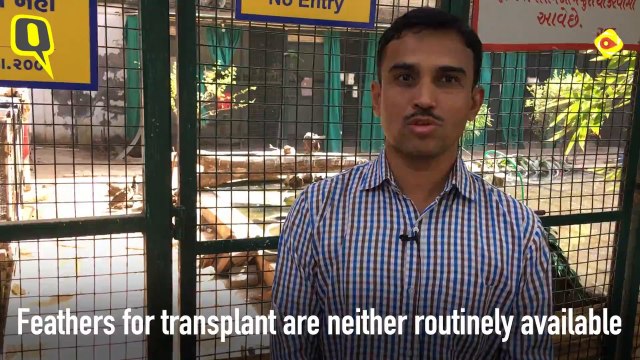 This NGO Provides Feather Transplants to Birds Injured During Kite Flying