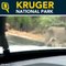 Watch | A Pride of Lions Halt Traffic at Kruger National Park