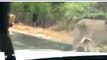 Watch | A Pride of Lions Halt Traffic at Kruger National Park