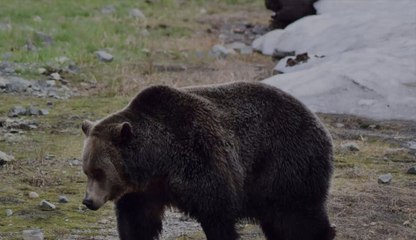 Un Français tué par un ours au Canada