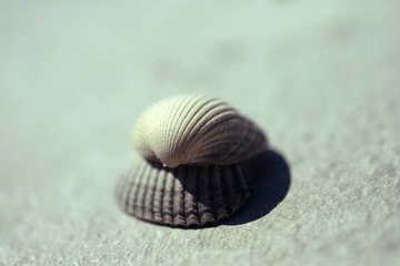 Sable, galets, coquillages… ce que vous n’avez pas le droit de rapporter de la plage
