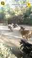 Watch: Lioness Runs Across the Streets of Madhavpur, Porbandar in Gujarat