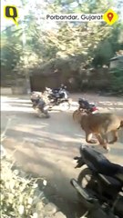 Watch: Lioness Runs Across the Streets of Madhavpur, Porbandar in Gujarat