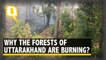 Why the Forests of Uttarakhand Are Burning?