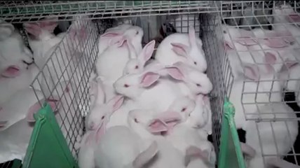 L'enfer des lapins surmédicamentés entassés dans des cages
