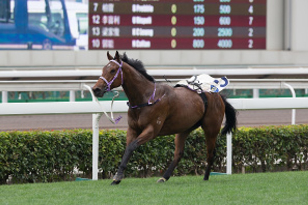 What is a disability in horse racing?