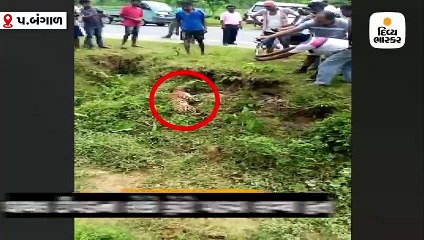 ઘાયલ દીપડાની એકદમ નજીક પહોંચીને ફોટો પાડવા લાગ્યા, વળતો હુમલો કરીને એકને દબોચ્યો